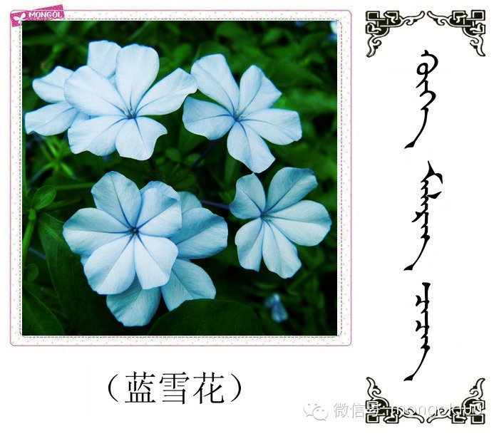 胡杨叶锈病的防治 专业从事果岭草种植与养护