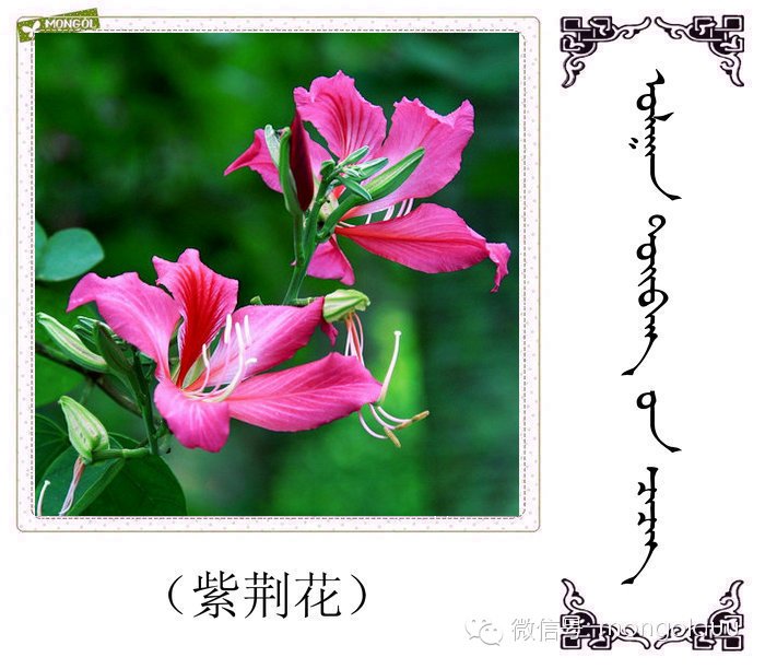 胡杨叶锈病的防治 专业从事果岭草种植与养护。