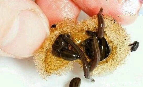 现实生活中苗族真的有蛊毒这种生物吗