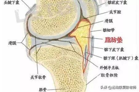同题参见推荐一篇关于脂肪垫损伤的文章
