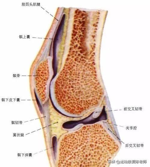 脂肪垫炎