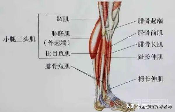 对照阅读脂肪垫炎到底是咋回事呢