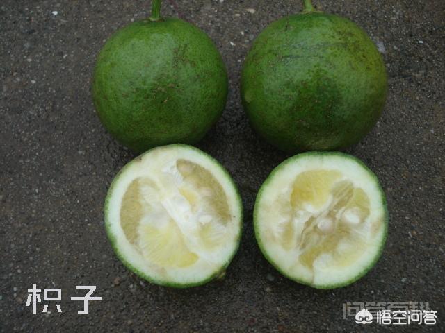 “橘生淮南则为橘,生于淮北则为枳”,是开云手机站登录入口新手怎么玩原因造成的呢? 故意安排手下在大家吃饭时绑了个齐国人