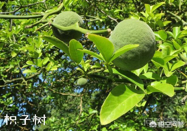 “橘生淮南则为橘,生于淮北则为枳”,是开云手机站登录入口新手怎么玩原因造成的呢? 楚王本以为晏子会吃个下马威