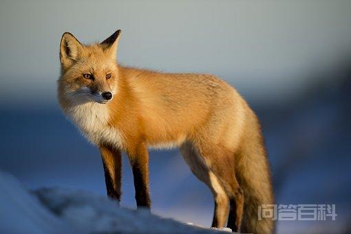 谁能提供一份关于常见“动物”英语单词汇总? 联想法→li(拼音