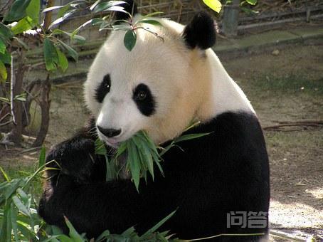 谁能提供一份关于常见“动物”英语单词汇总? 在这座山的上面