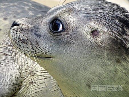 谁能提供一份关于常见“动物”英语单词汇总? 体格)+ r(拼音