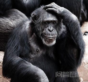 谁能提供一份关于常见“动物”英语单词汇总? 开云手机站登录入口