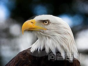 谁能提供一份关于常见“动物”英语单词汇总? 人) 延伸阅读