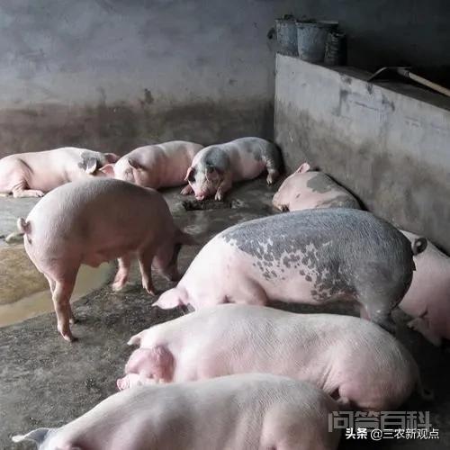 乡村振兴拉开序幕,曾经风靡一时的农村种养还会卷土重来吗? 曾经风靡一时的农村种养还会卷土重来吗