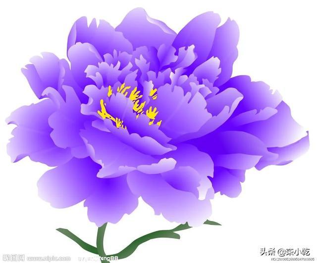 牡丹首先受到黄帝的青眯