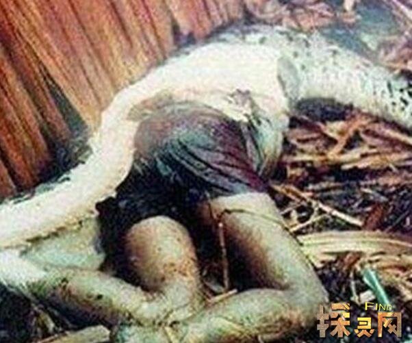 网上蟒蛇吃人是真的吗,恐怖巨蟒将农妇活吞(谣言) 一个身材比较高大的农妇居然被蟒蛇活吞
