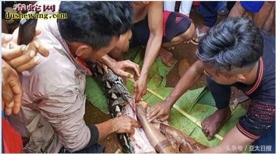 莽蛇吃人图片 小时候也经常听老人说关于蟒蛇可以吃人