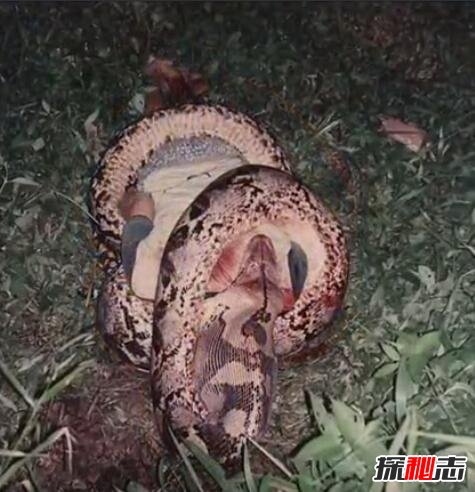 民间一直有着关于蛇吃人的传说