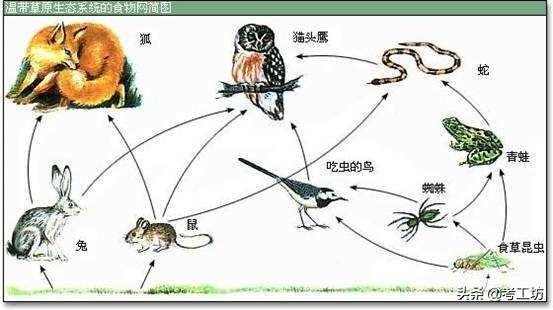 生物链的例子有哪些? 水稻→稻螟虫→青蛙→蛇