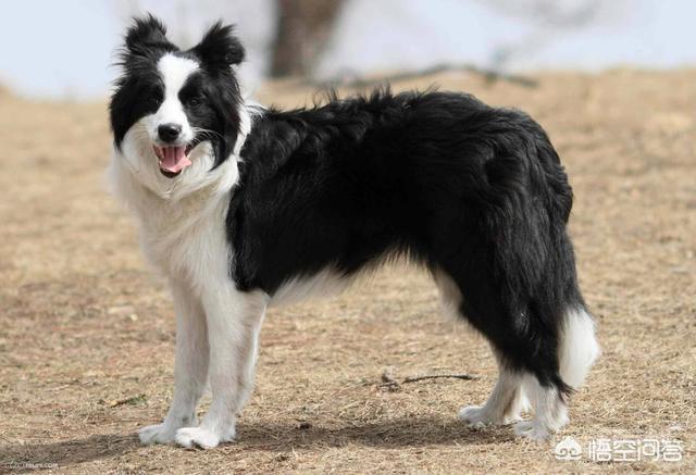 为开云最新版下载饲养边境牧羊犬的人不是很多?有开云最新版下载缺点? 就去楼下公园里转悠转悠