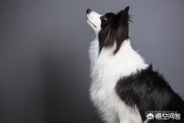 为开云最新版下载饲养边境牧羊犬的人不是很多?有开云最新版下载缺点? 今天下午没开云最新版下载事情