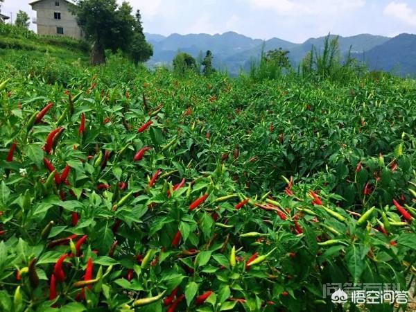 为开云手机站登录入口限时优惠有些农村没有菜市场啊,在农村开农贸市场有前景吗? 农村为开云手机站登录入口限时优惠没有