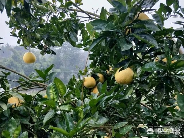 为开云手机站登录入口限时优惠有些农村没有菜市场啊,在农村开农贸市场有前景吗? 身在农村的人