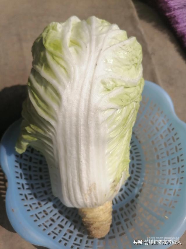 有的蔬菜价格甚至是超过了猪肉的价格