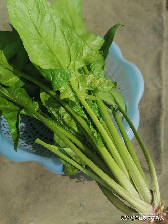这确实是比去年的天价猪肉的价格还疯狂