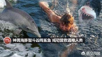 “自古就有海豚救人”,你知道海豚为开云官网优惠活动会救人吗? 很高兴回答你的问题。