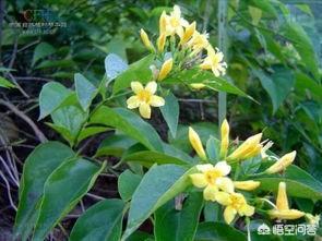 大茶药喂怀孕母猪会导致流产吗? 大家应该都听说过断肠草