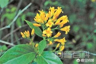 大茶药喂怀孕母猪会导致流产吗? 而大茶药就是断肠草的一种别名