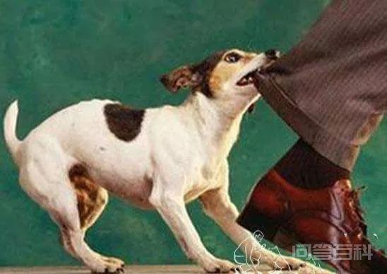 不适合打牌的生肖有哪些? 也无论打大打小