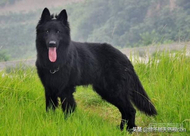 每次看到警犬都很激动,常见的警犬品种有哪些? 虽然狗狗品种有很多