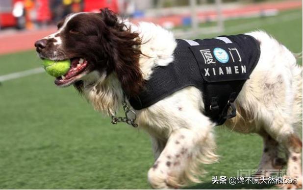 每次看到警犬都很激动,常见的警犬品种有哪些? 同题参见