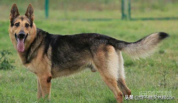 每次看到警犬都很激动,常见的警犬品种有哪些? 接下来给大家介绍一下常见的9种警犬