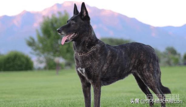 每次看到警犬都很激动,常见的警犬品种有哪些? 但是能成为警犬的只有少部分狗狗