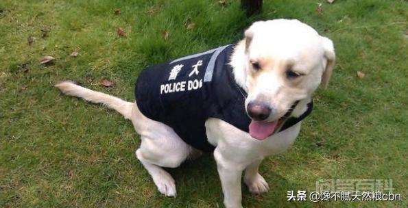每次看到警犬都很激动,常见的警犬品种有哪些? 肌肉发达