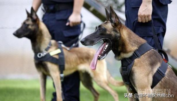 每次看到警犬都很激动,常见的警犬品种有哪些? 比利时牧羊犬体格