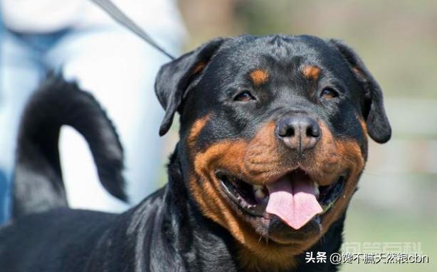 每次看到警犬都很激动,常见的警犬品种有哪些? 整体比例匀称