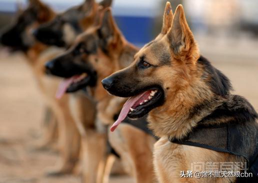 每次看到警犬都很激动,常见的警犬品种有哪些? 充满活力