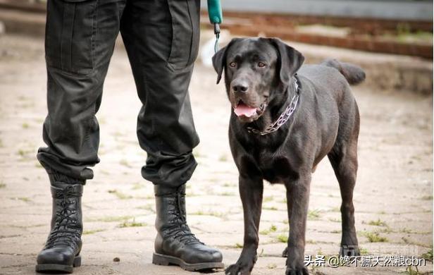 每次看到警犬都很激动,常见的警犬品种有哪些? 精力旺盛