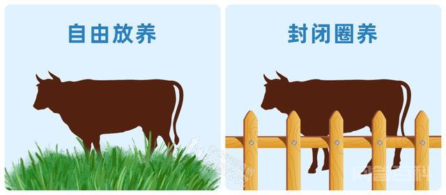 不同的牛排