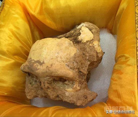 原始人真的能狩猎大型食肉动物吗? 原始人真的能狩猎大型食肉动物吗