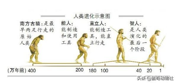 原始人真的能狩猎大型食肉动物吗? 谢邀。
