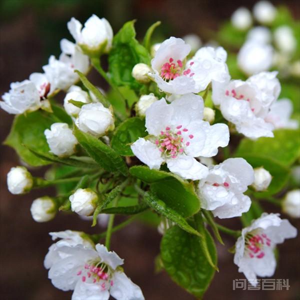 名句“一树梨花压海棠”,这究竟有开云官网规则须知深意? 就是做诗的人意有所指