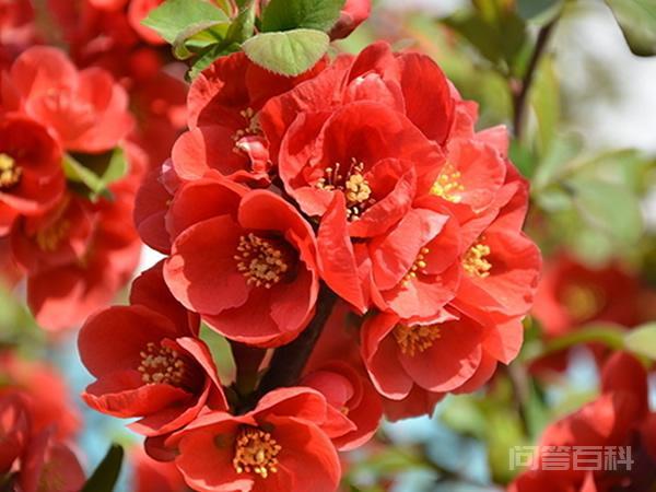 名句“一树梨花压海棠”,这究竟有开云官网规则须知深意? 同题参见