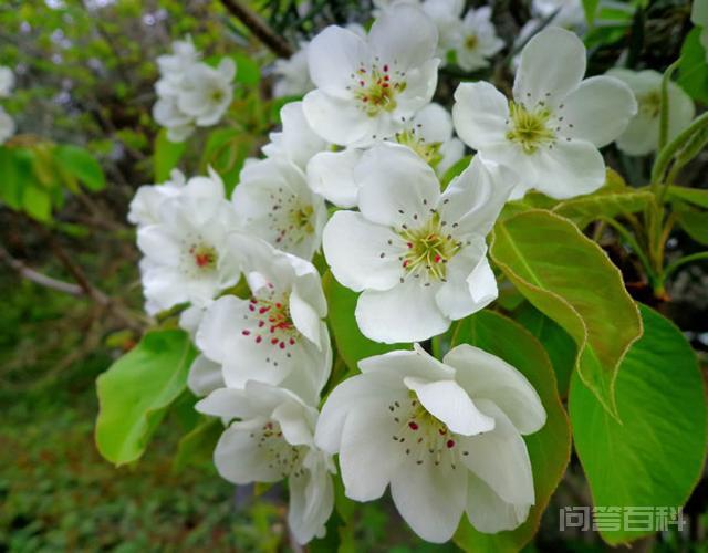 名句“一树梨花压海棠”,这究竟有开云官网规则须知深意? 代指一种年龄差距较大的婚姻关系
