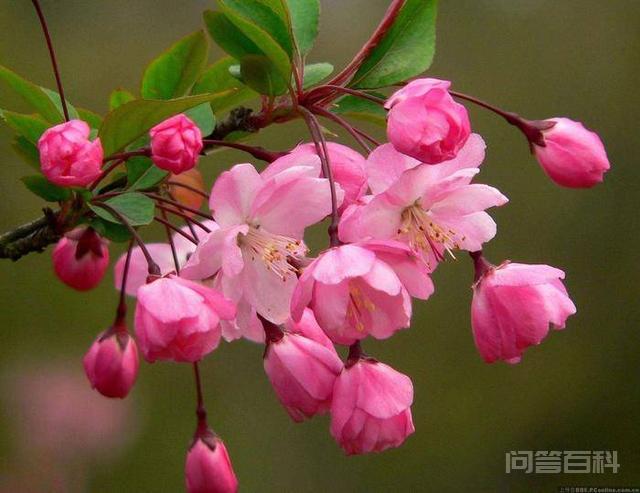 名句“一树梨花压海棠”,这究竟有开云官网规则须知深意? 作者采用比喻的写作手法