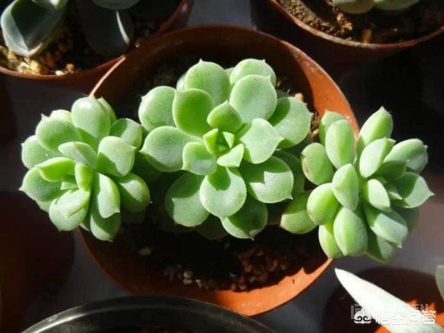 杀扑磷禁用以后,蚧壳虫该如何防治? 很多其他的植物