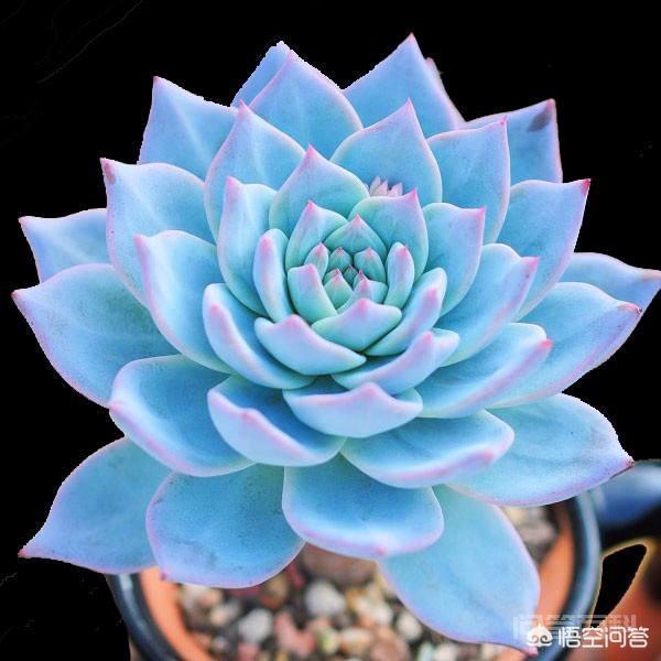 杀扑磷禁用以后,蚧壳虫该如何防治? 包括无花果