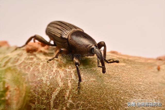 同题参见另外两种是头虱和体虱