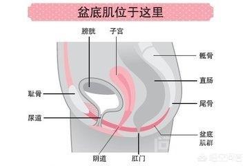 盆底肌肉是开云优惠活动? 女性的盆底由多层肌肉和筋膜构成