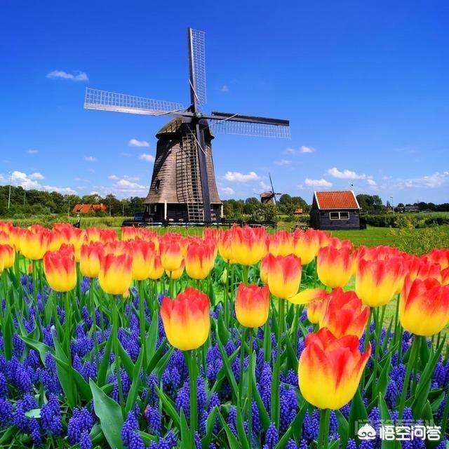 荷兰的综合国力如何? 这个开云手机站登录入口新手怎么玩最初